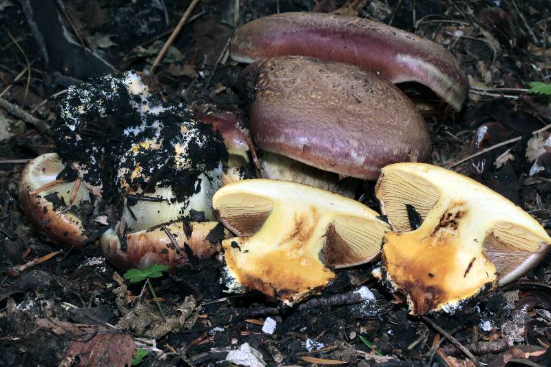 Cortinarius pseudofulmineus ?